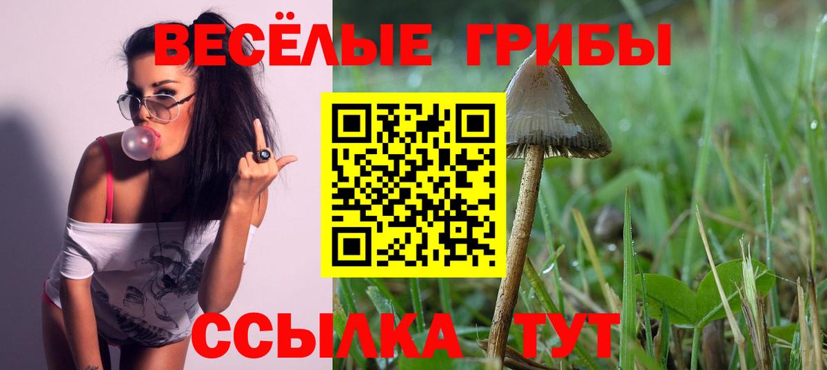 Кашира  Псилоцибиновые грибы Psilocybe  Вход с VPN 